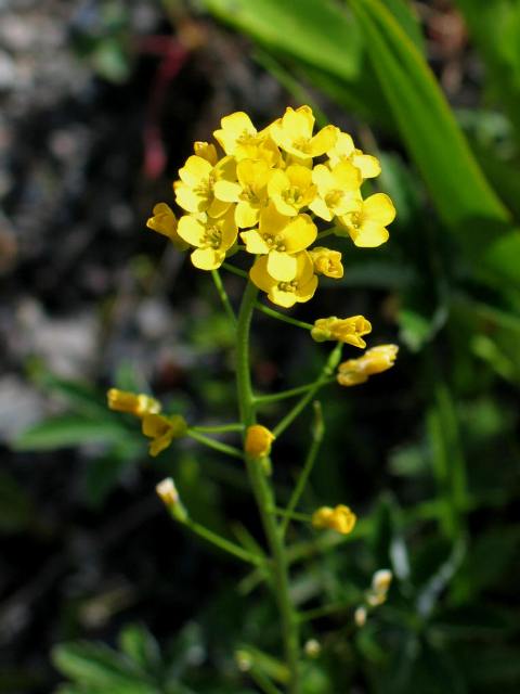 Draba spectabilis 